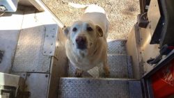 Dog in Truck